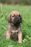 FILA BRASILEIRO 239